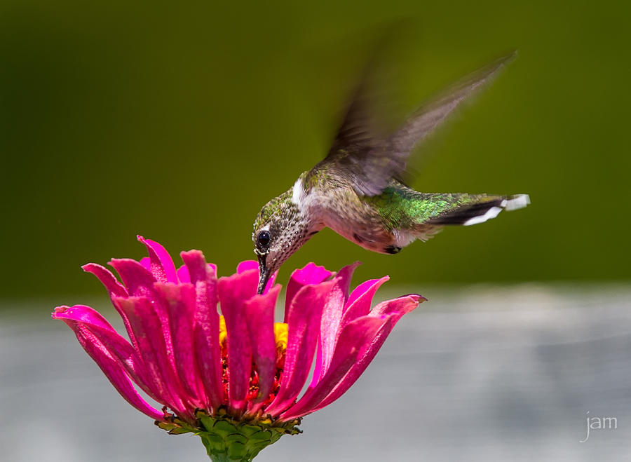 Hummingbird Feeding on a Zinnia