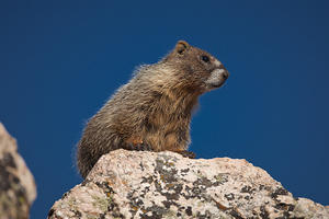 Juvenile Marmot