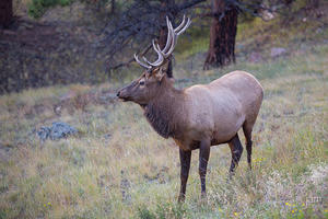 Young Bull Elk along lower Trail Ridge Road
