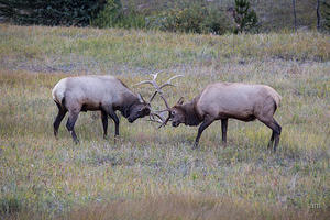 Bull Elk fighting in Horseshoe Park