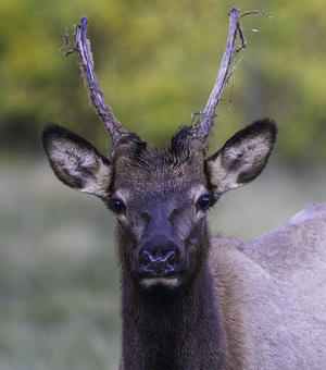 Young Bull Elk with Shedding Antlers