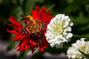 Monarch Butterfly on a Zinnia