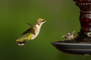 Hummingbird at the Feeder