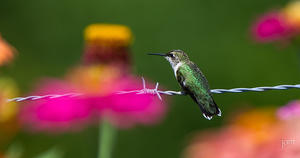 Hummingbird among Zinnias