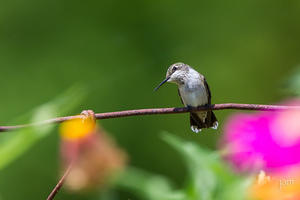 Hummingbird on the Fence