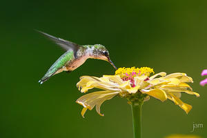 Hummingbird feeding on a Yellow Zinnia