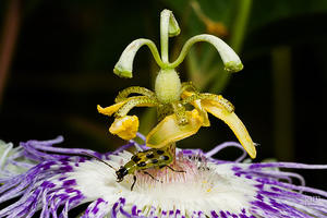 Passion Flower and a Spotted Cucumber Beetle