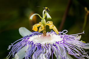 Passion Flower and a Spotted Cucumber Beetle