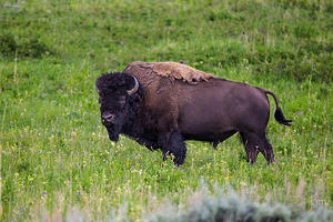 Bull Bison, Tower Falls Region, Yellowstone