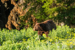 Cinnamon Colored Black Bear, Dunraven Pass, Yellowstone