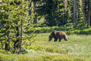 Grizzley Bear, Lewis River Valley, Yellowstone