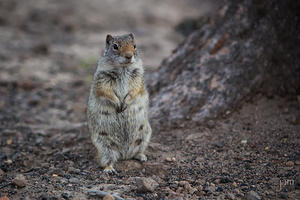 Ground Squirrel, Yellowstone - Credit Rachel McCubbin
