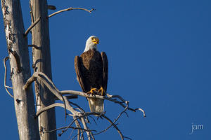 Bald Eagle Resting, Willow Flats, Yellowstone