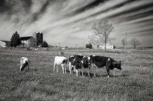 Cows near Elkton, KY