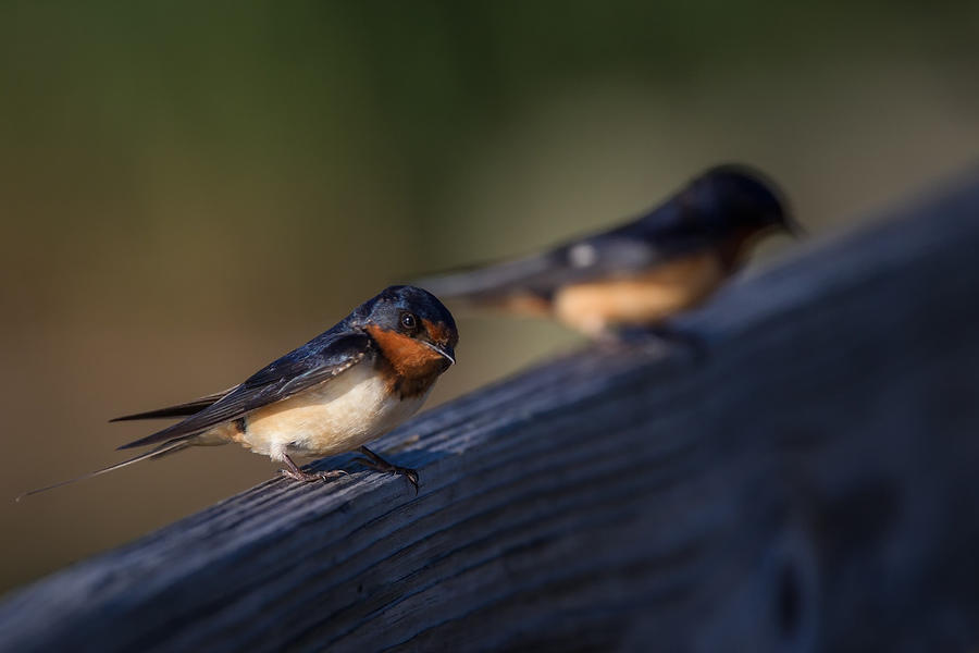 Barn Swallows