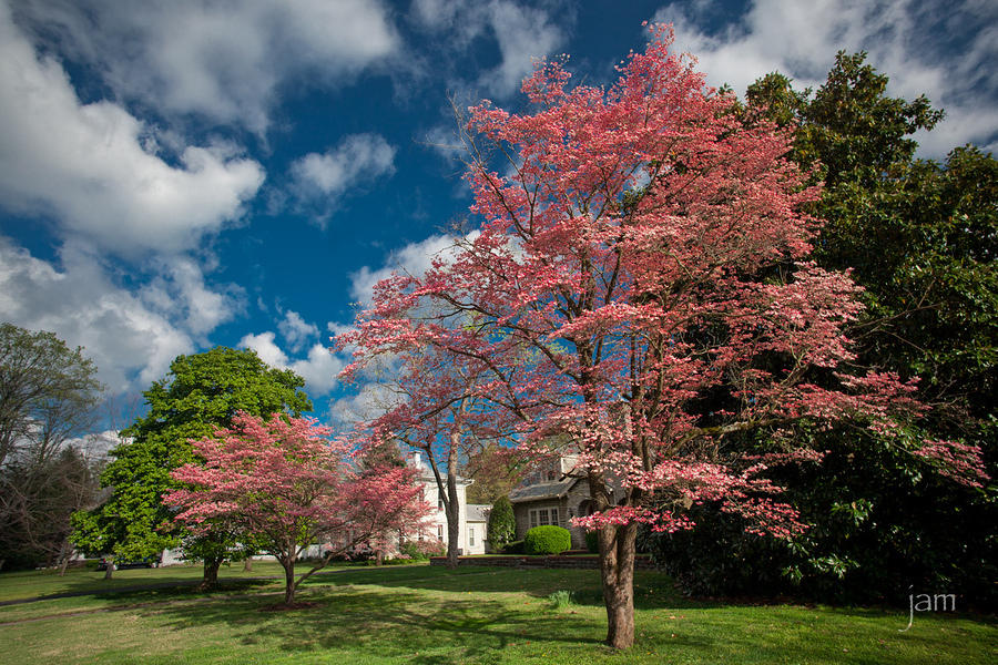 Red Dogwoods on Main Street