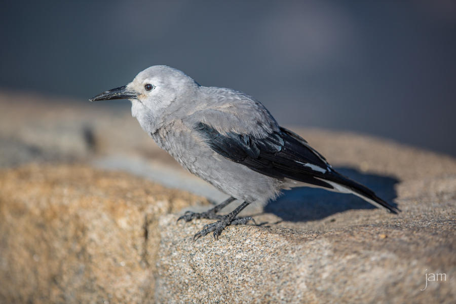 Canadian Jay