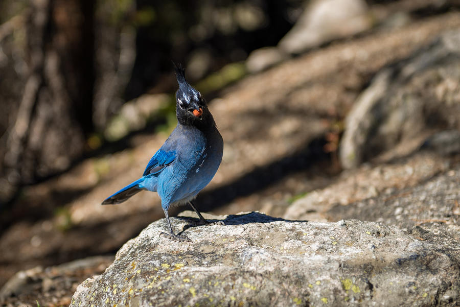 Stellar Jay