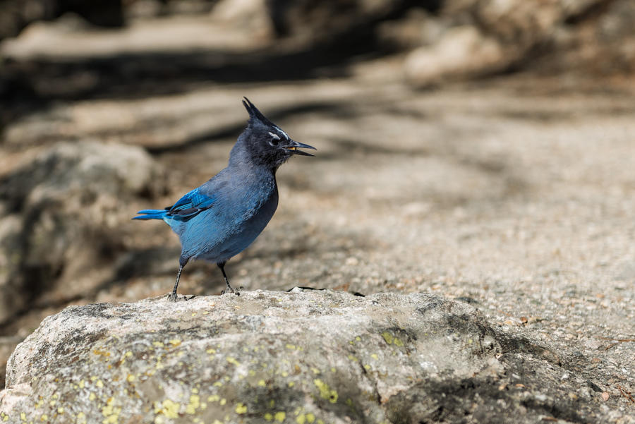 Stellar Jay
