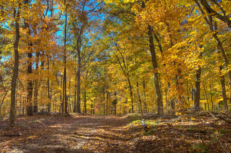 Backlit Fall Leaves LBL