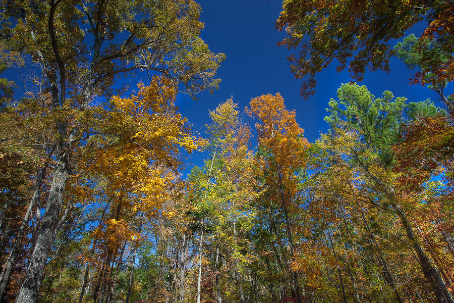 Fall Leaves Near St Stephens Church