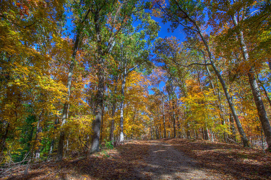 Fall Leaves at LBL