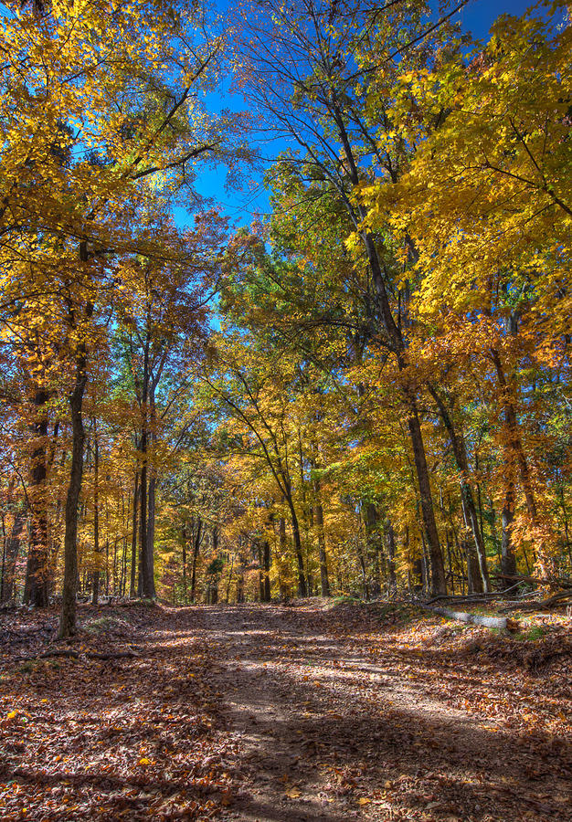 Fall Leaves LBL