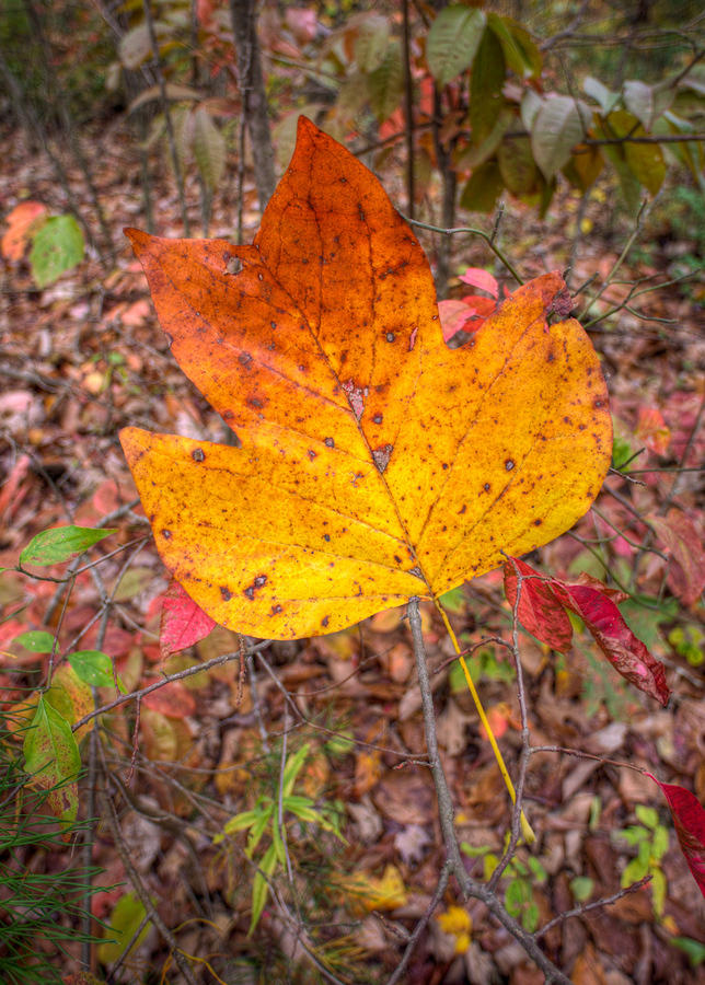 Tulip Poplar Leaf