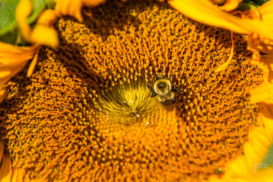 Bee on a Sunflower