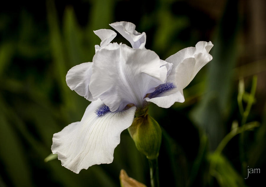 BlueWhiteIris 0365