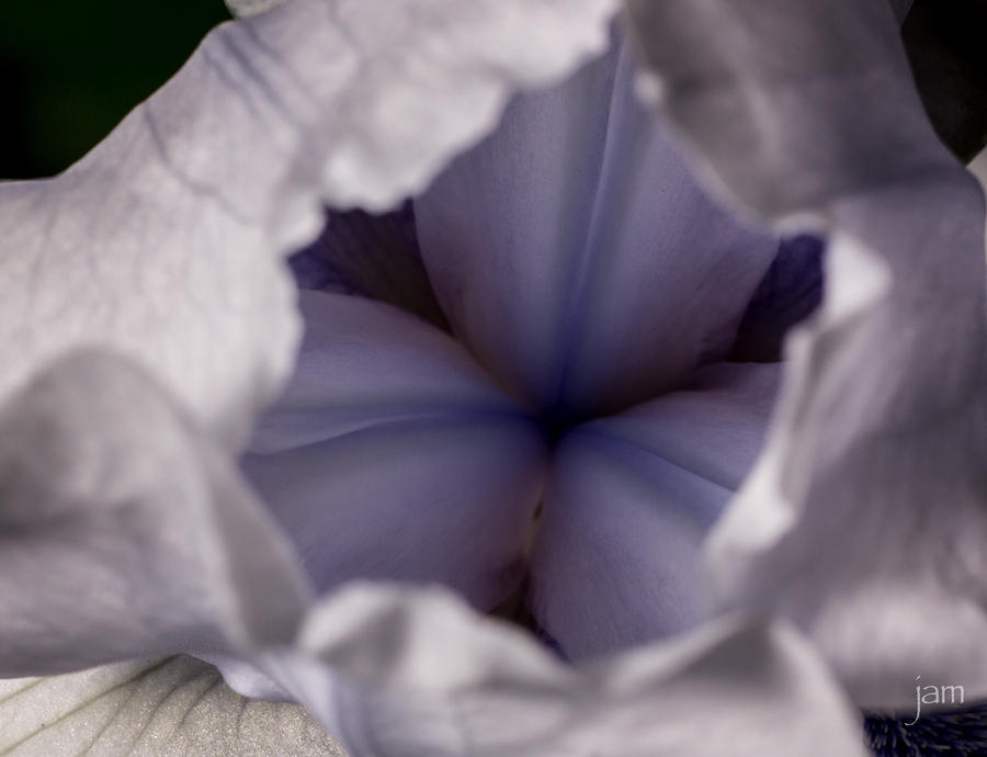 BlueWhiteIris 0389