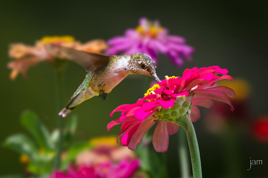 Hummingbird in the Zinnia Bed