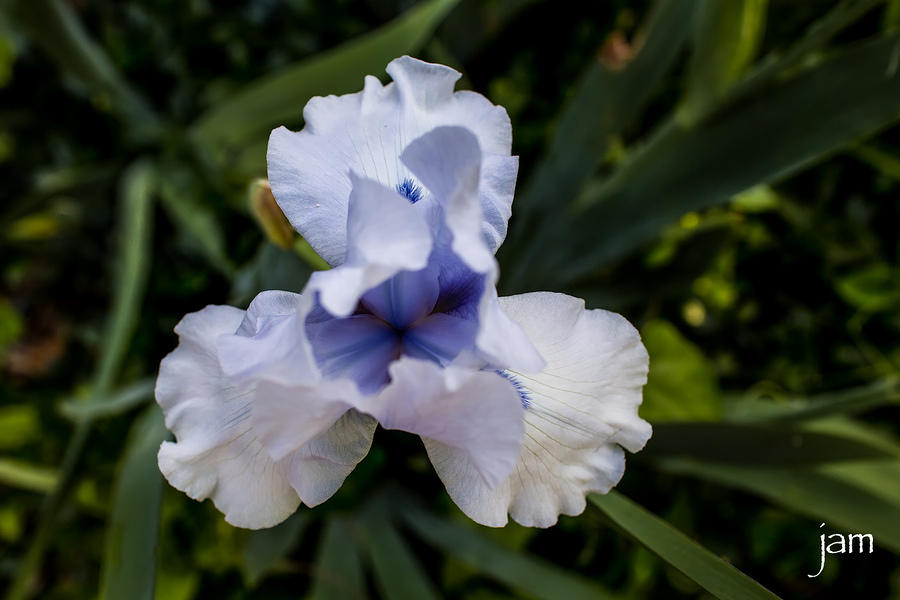 White and Blue Iris