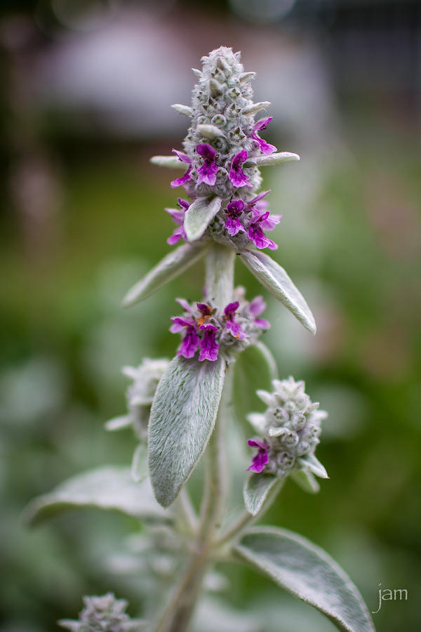 Lamb's Ear