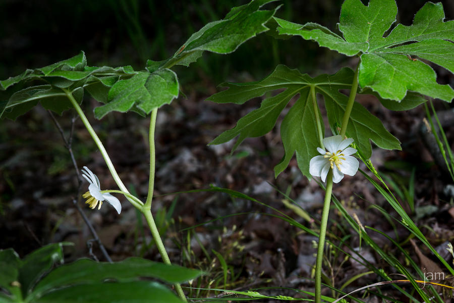 Mayapple Blooms