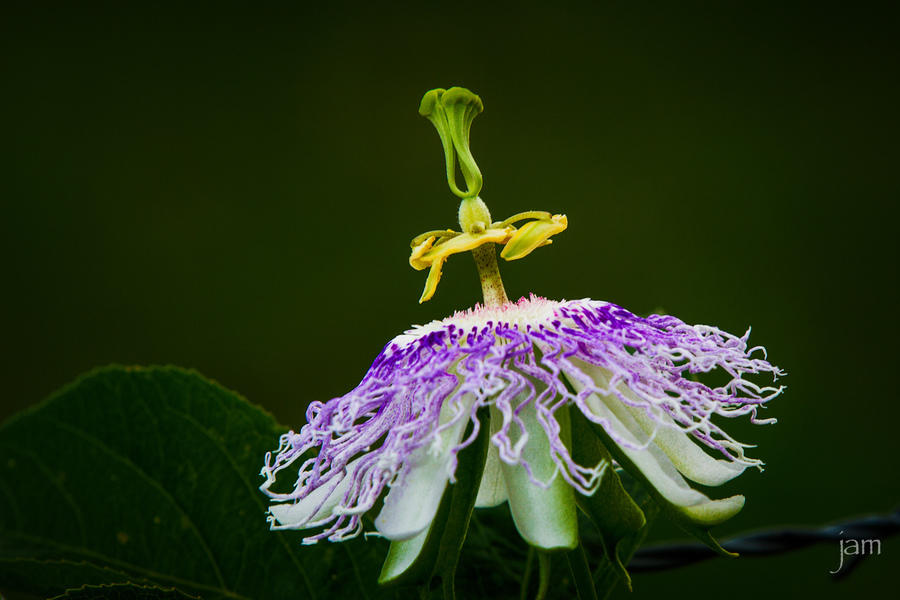 Passion Flower