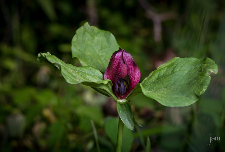 Prarie Trillium in Bloom