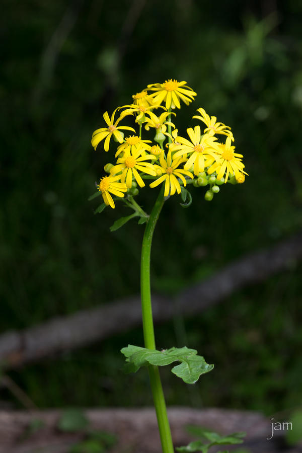 Golden Ragwort