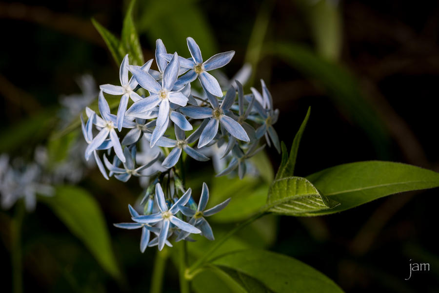 Eastern Blue Star