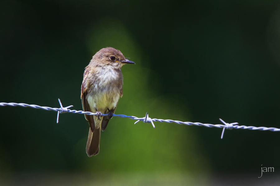 Wren