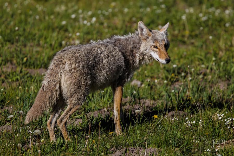 Coyote, Hayden Valley, Yellowstone