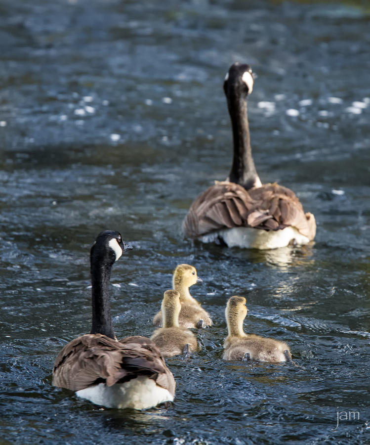 Geese and Goslings 4398