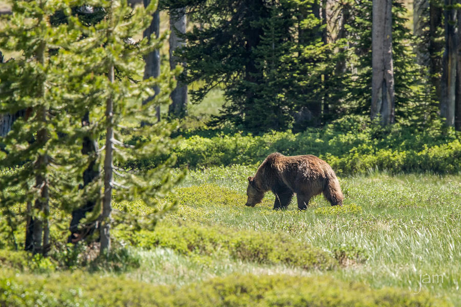 Grizzley Bear, Lewis River Valley, Yellowstone