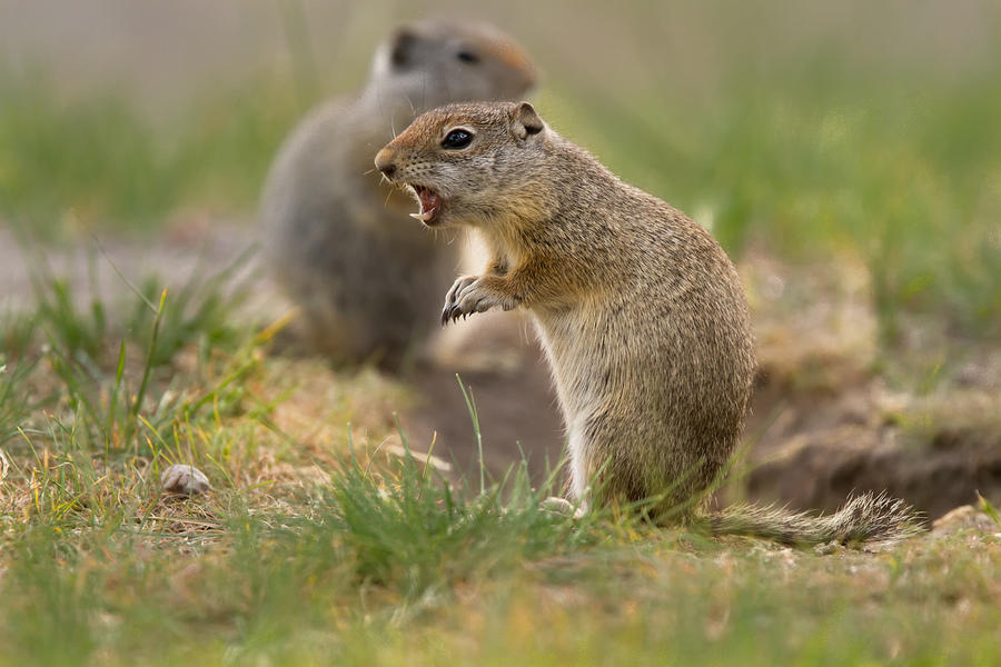 Chirping Ground Squirrell, Madison River Basin, Yellowstone