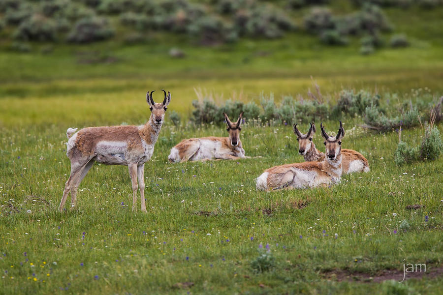 Pronghorns, Lamar Valley, Yellowstone