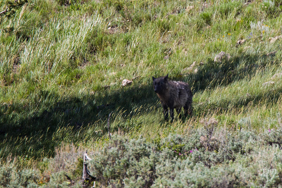 Wolf, Lamar Valley, Yellowstone