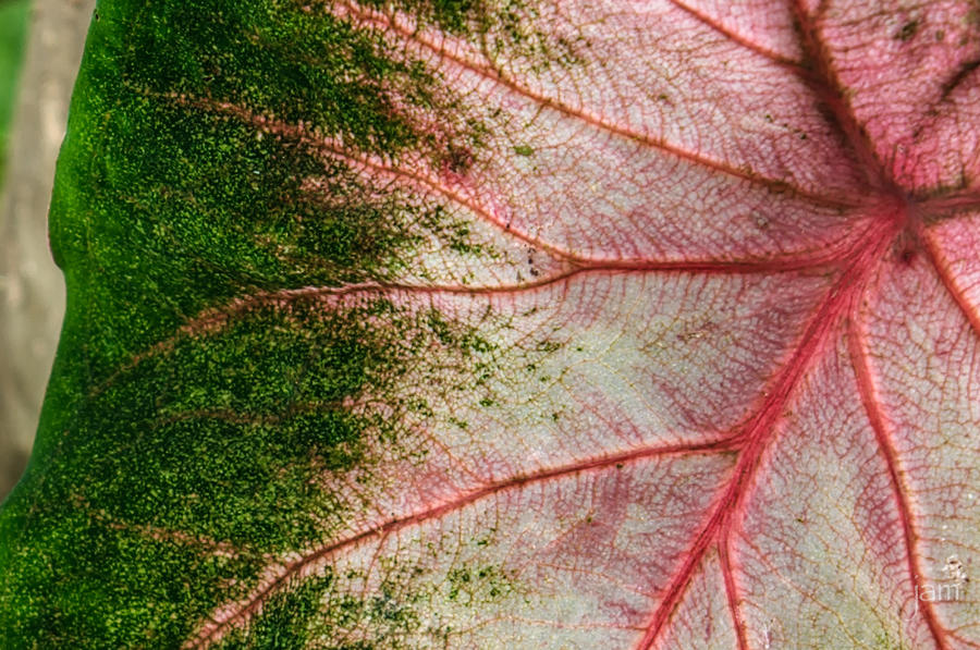 Elephant Ear, Full Resolution Clip, 3 Shot HDR