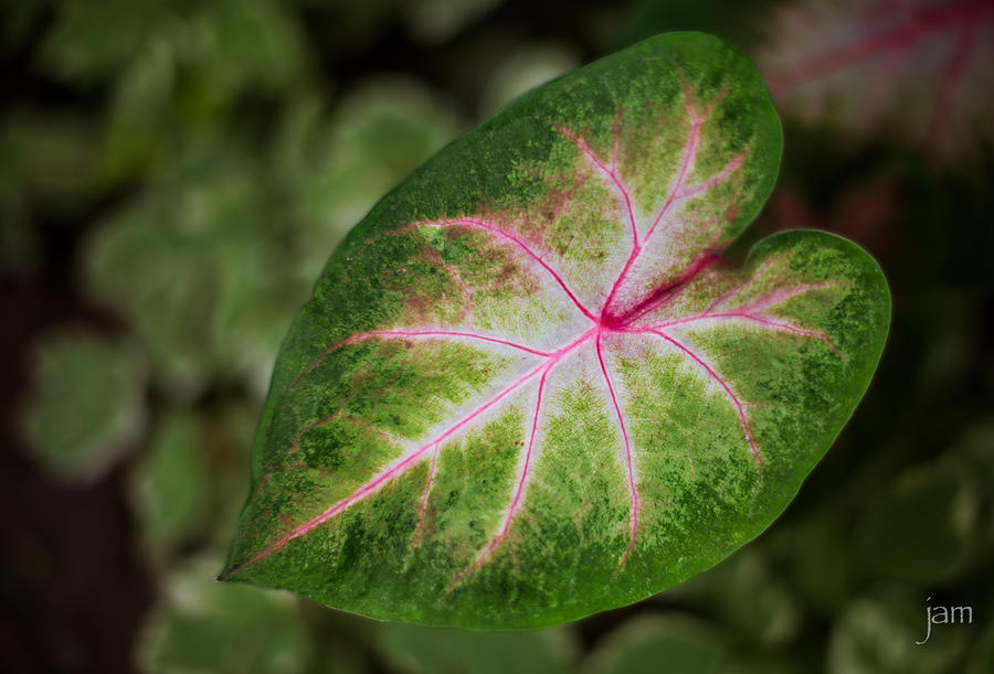 Leaf Test 0214