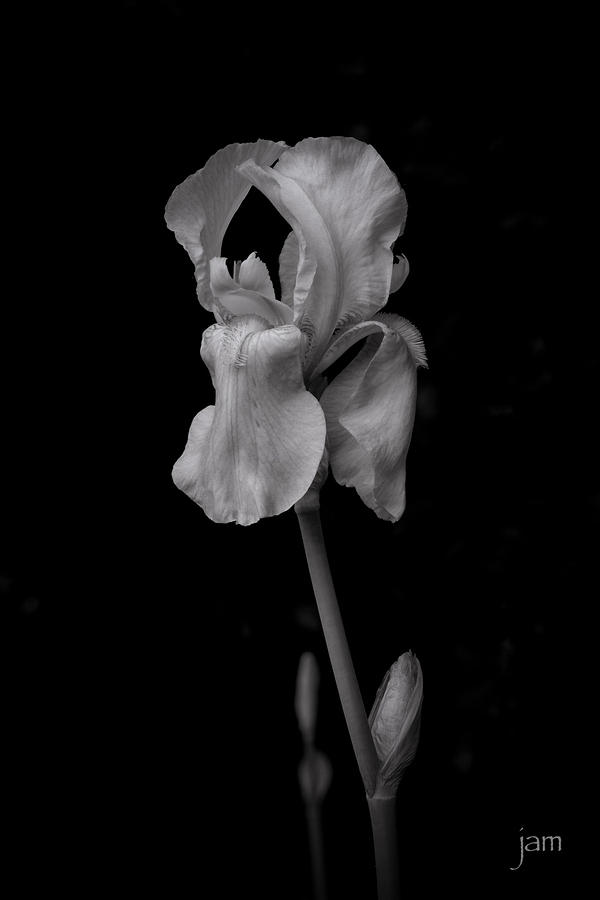 Iris 2755 v1 BW