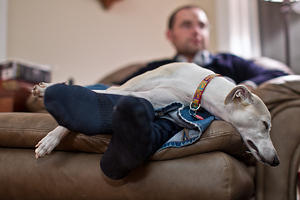 The Whippet Nap